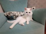 2 Yaşında Dişi British Shorthair 