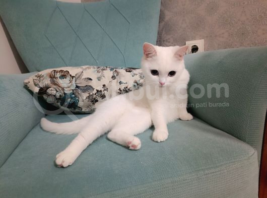 2 Yaşında Dişi British Shorthair  görsel