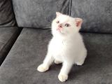 Bu Güzelli̇k Yeni̇ Yuvasina Gi̇tmeye Hazir