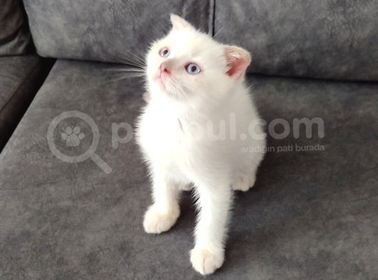 Bu Güzelli̇k Yeni̇ Yuvasina Gi̇tmeye Hazir görsel