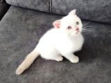 BU GÜZELLİK YENİ YUVASINA GİTMEYE HAZIR