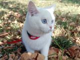 2 Yaşında Dişi British Shorthair 