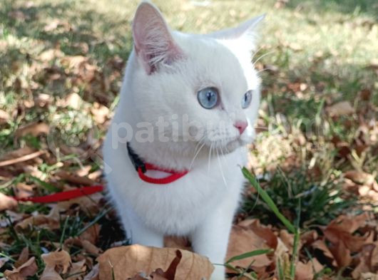 2 Yaşında Dişi British Shorthair 
