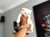 Safkan Evraklı Eğitimli Scottish Fold Yavruları