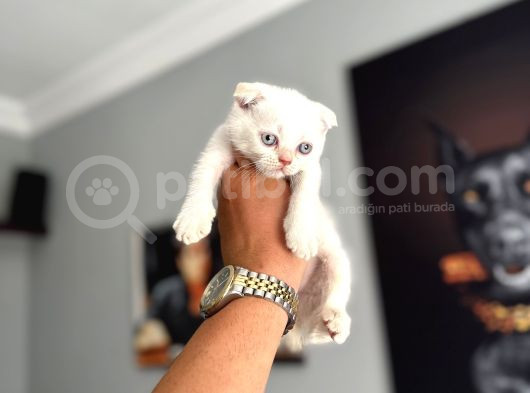 Safkan Evraklı Eğitimli Scottish Fold Yavruları görsel