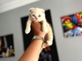 Safkan evraklı eğitimli scottish fold yavruları