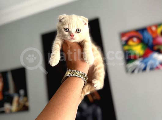 Safkan evraklı eğitimli scottish fold yavruları