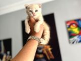 Safkan Evraklı Eğitimli Scottish Fold Yavruları