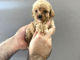 Kore Kanı A Kalite Toy Poodle Yavrularım