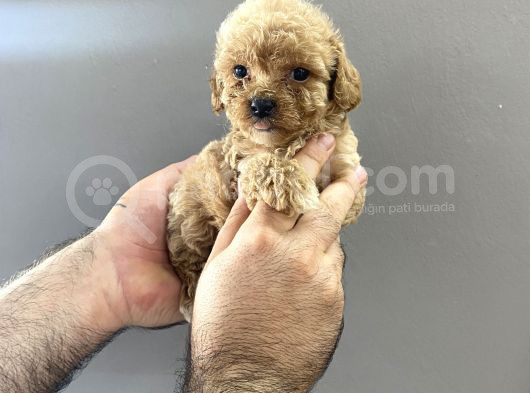 Kore Kanı A Kalite Toy Poodle Yavrularım görsel