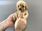 Kore Kanı A Kalite Toy Poodle Yavrularım