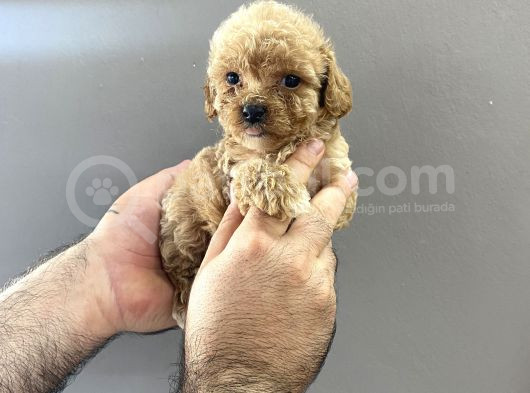 Kore Kanı A Kalite Toy Poodle Yavrularım