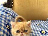 Orjinal Exotic Shorthair Yavru