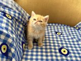 Orjinal Exotic Shorthair Yavru
