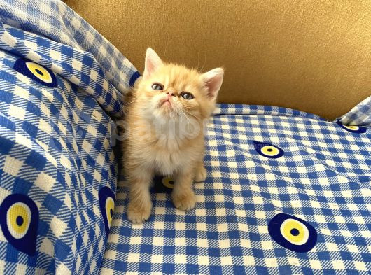 Orjinal Exotic Shorthair Yavru görsel