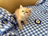 Orjinal Exotic Shorthair Yavru