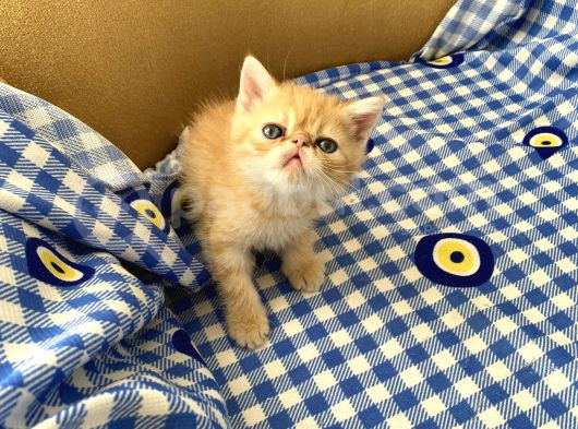 Orjinal Exotic Shorthair Yavru görsel