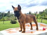 Siyah Maske Safkan Malinois Yavrular