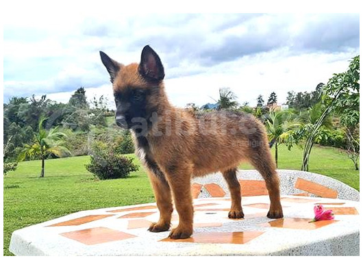 Siyah Maske Safkan Malinois Yavrular görsel
