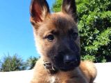 Siyah Maske Safkan Malinois Yavrular