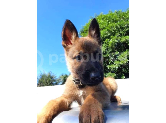 Siyah Maske Safkan Malinois Yavrular görsel