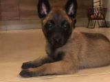 Siyah maske safkan malinois yavrular