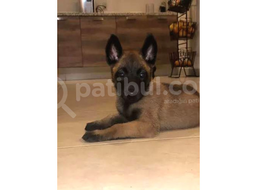 Siyah Maske Safkan Malinois Yavrular