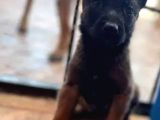 Siyah Maske Safkan Malinois Yavrular