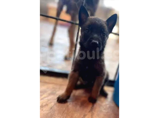 Siyah Maske Safkan Malinois Yavrular görsel