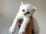 Masmavi Gözlü Ayı Kafa British Shorthair Tosun Bebek NS1133