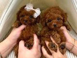 Kore Kan Teacup Red Brown Toy Poodle Ev Neşesi