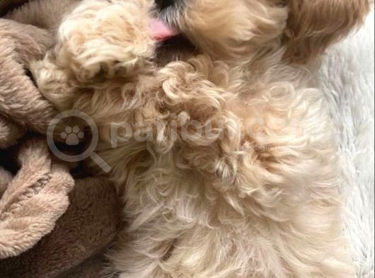 Maltipoo Yavrular En Iyi Arkadaşınız Olucak görsel