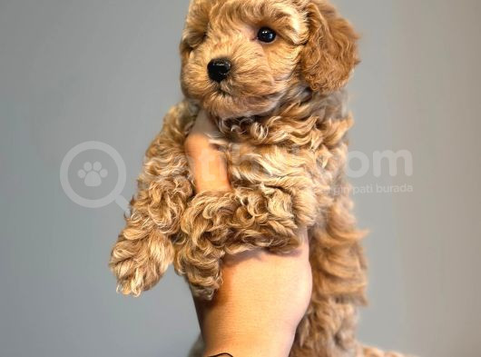Dünyalar Tatlısı Orjinal Toypoddle Yavrumuz görsel