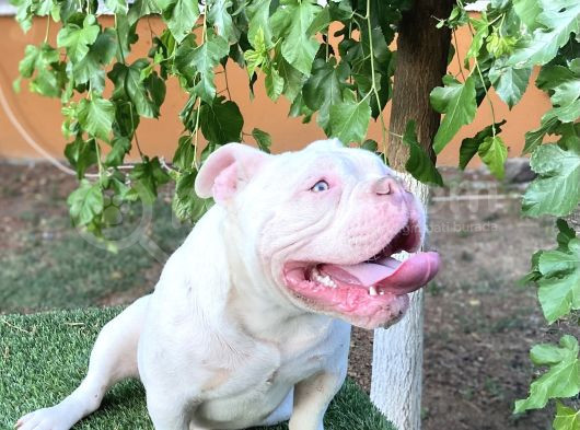 Exoti̇c Bully görsel