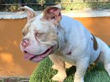 EXOTİC BULLY