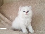 British Longhair cY bebekler Yeni Sahibini Bekliyor