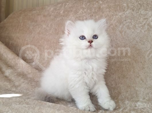 British Longhair Cy Bebekler Yeni Sahibini Bekliyor