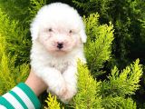 Anne Maltipo Baba Poodle Yavrularımız Kilo Garantili