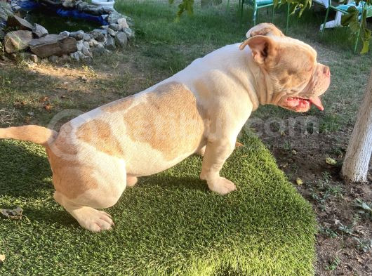 Exoti̇c Bully görsel