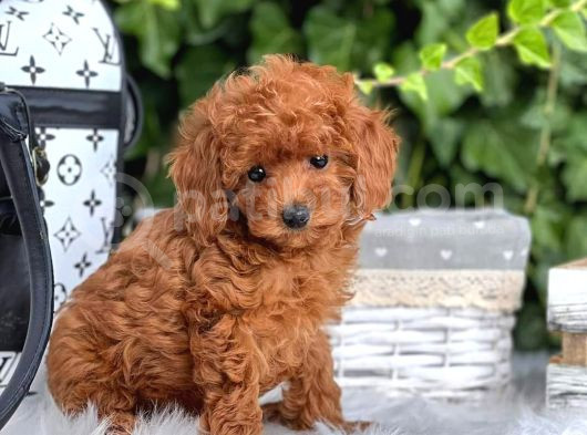 Red Braw Kıpkırmızı Ev Üretimi Tooy Poodle 