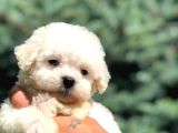 Maltesse terrier cinsi mini Boy Puppy Kar beyaz 