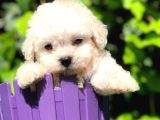 Maltesse Terrier Cinsi Mini Boy Puppy Kar Beyaz 
