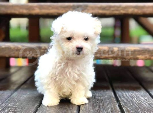 Maltesse Terrier Cinsi Mini Boy Puppy Kar Beyaz 