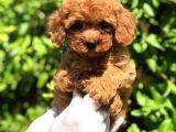 Tooy Poodle Cinsi Kıpkırmızı Red Mini Boy 