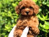 Tooy poodle cinsi kıpkırmızı Red mini Boy 