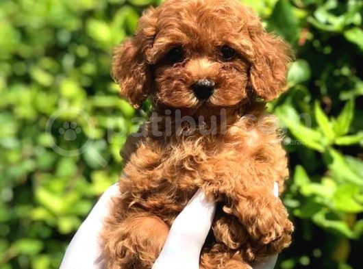 Tooy Poodle Cinsi Kıpkırmızı Red Mini Boy 