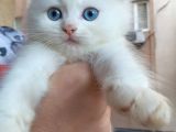 MÜKEMMEL GÜZELLİKTE BRİTİSH SHORT HAIR YAVRULAR