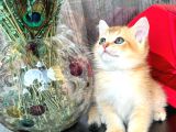 A Kalite Bri̇ti̇sh Shorthai̇r Golden  Yavrular