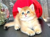 A Kalite Bri̇ti̇sh Shorthai̇r Golden  Yavrular