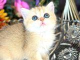 A Kalite Bri̇ti̇sh Shorthai̇r Golden  Yavrular
